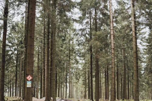 ağaçlar, çevre, kozalaklı ağaç içeren Ücretsiz stok fotoğraf