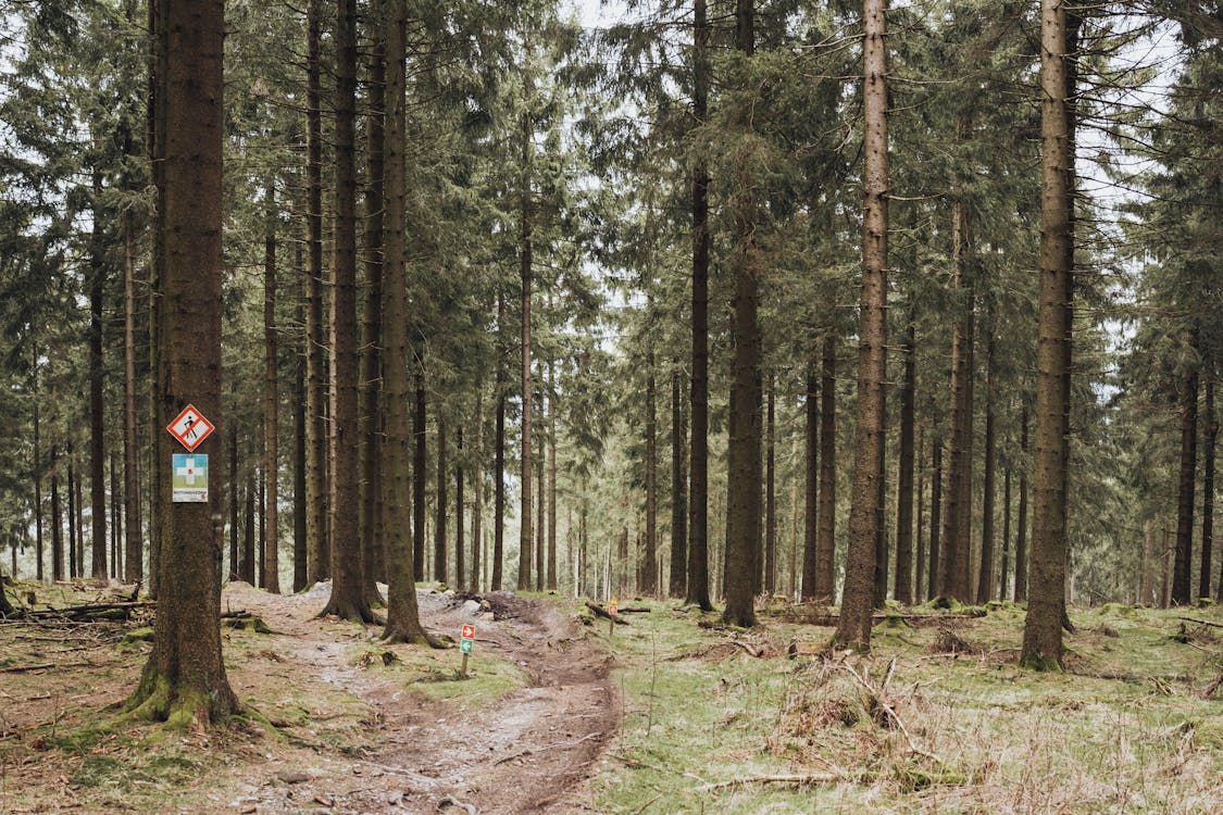 A dirt path in the woods with a sign