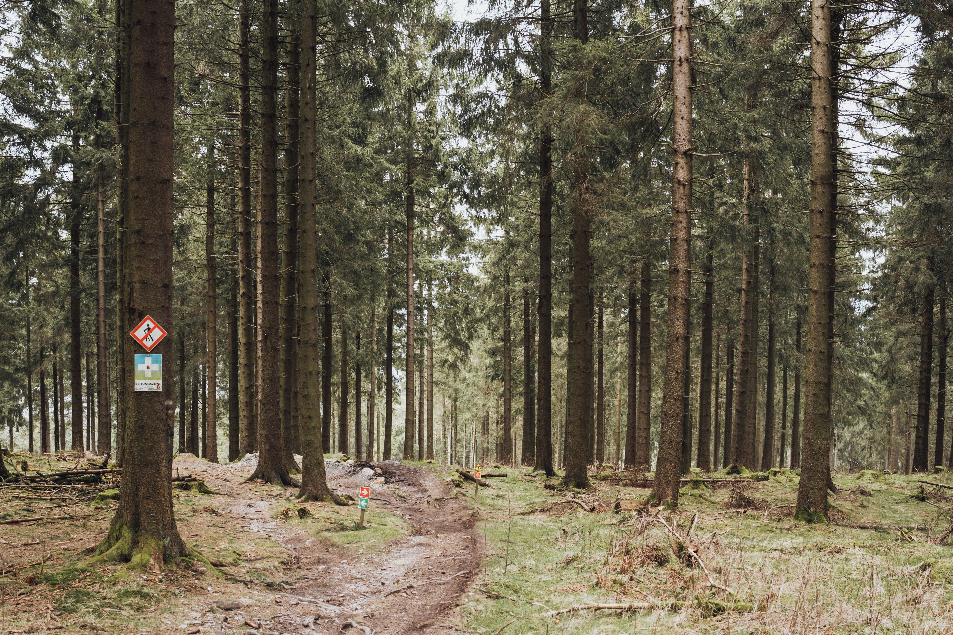 Morvan forest hiking trail