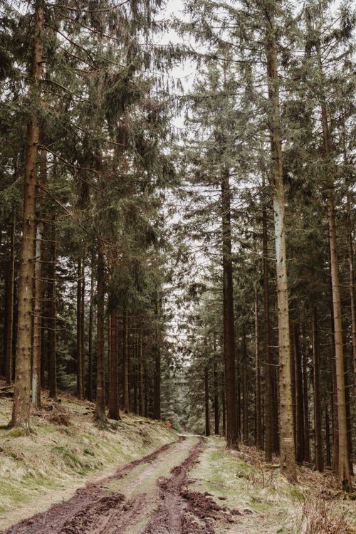 Free A peaceful forest path surrounded by tall evergreen trees, perfect for nature walks. Stock Photo