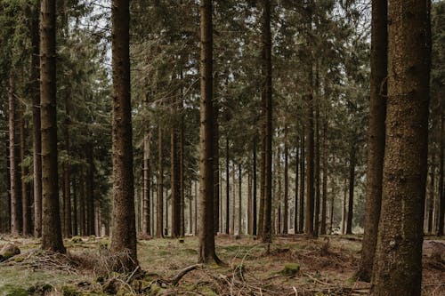 A forest with many trees and grass