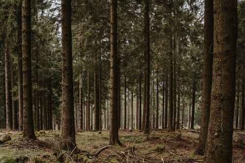 Free Tranquil forest scene with tall pine trees and dry grass, capturing the essence of autumn. Stock Photo