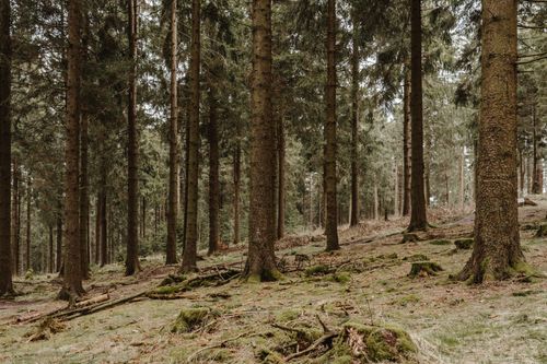 Free Tranquil evergreen forest scene with lush moss-covered ground, highlighting natural beauty and wilderness. Stock Photo