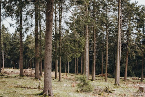 フローラ, 常緑樹, 干し草の無料の写真素材