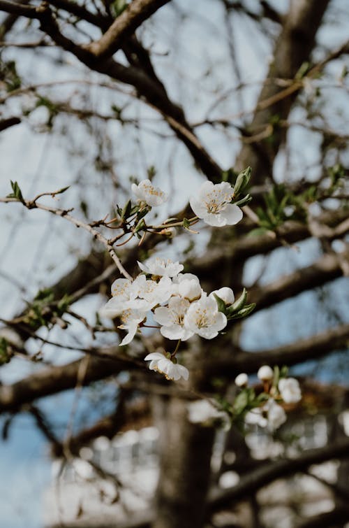 A close up of white flowers on a tree