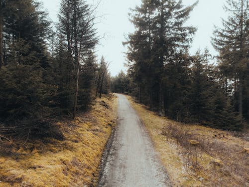 Бесплатное стоковое фото с грязная дорога, деревья, дорога