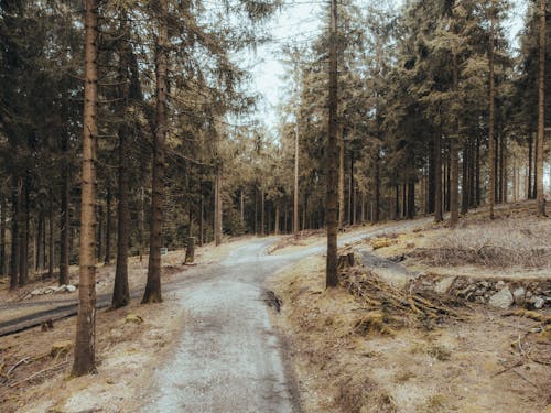 A dirt road in the woods with pine trees