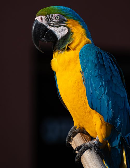 Free Close-up of a vibrant blue and yellow macaw perching outdoors showcasing its colorful feathers. Stock Photo