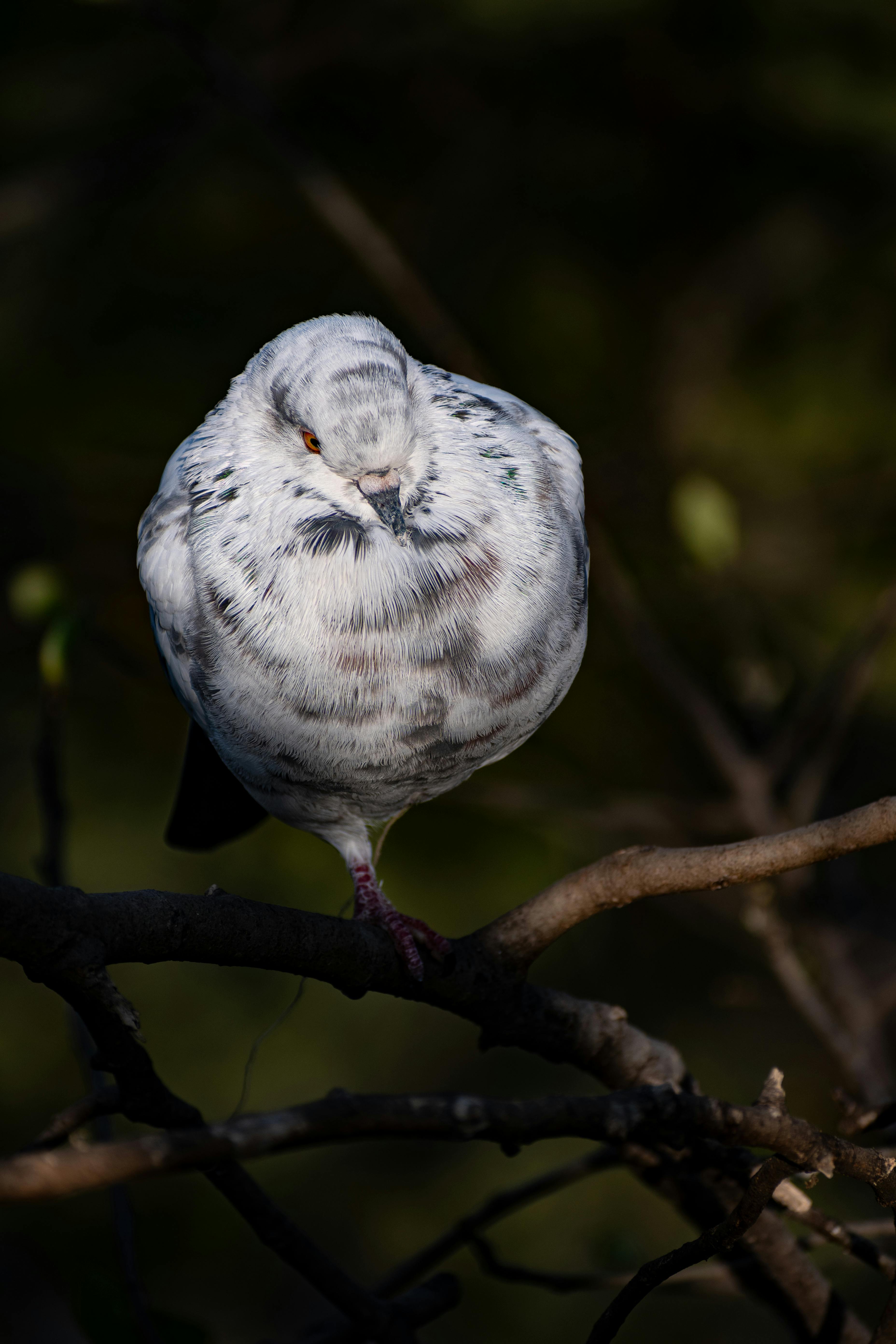 Free White pigeon perched on a branch in Islamabad, captured in natural light. Stock Photo