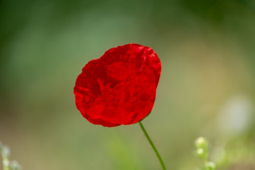 Fotobanka s bezplatnými fotkami na tému červený kvet, flóra, hracie pole
