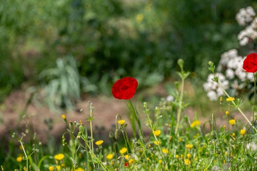 Gratis arkivbilde med åker, blomster, natur