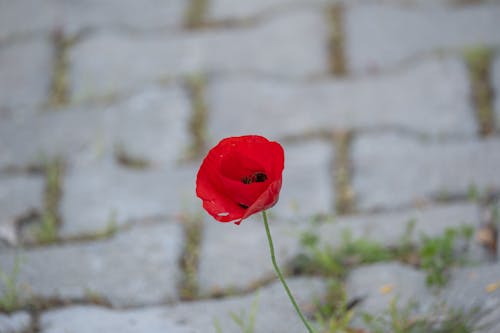 Fotobanka s bezplatnými fotkami na tému červený kvet, chodník, chodníky
