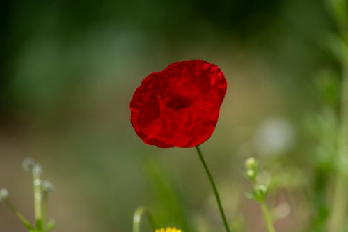 Fotobanka s bezplatnými fotkami na tému červený kvet, flóra, hracie pole