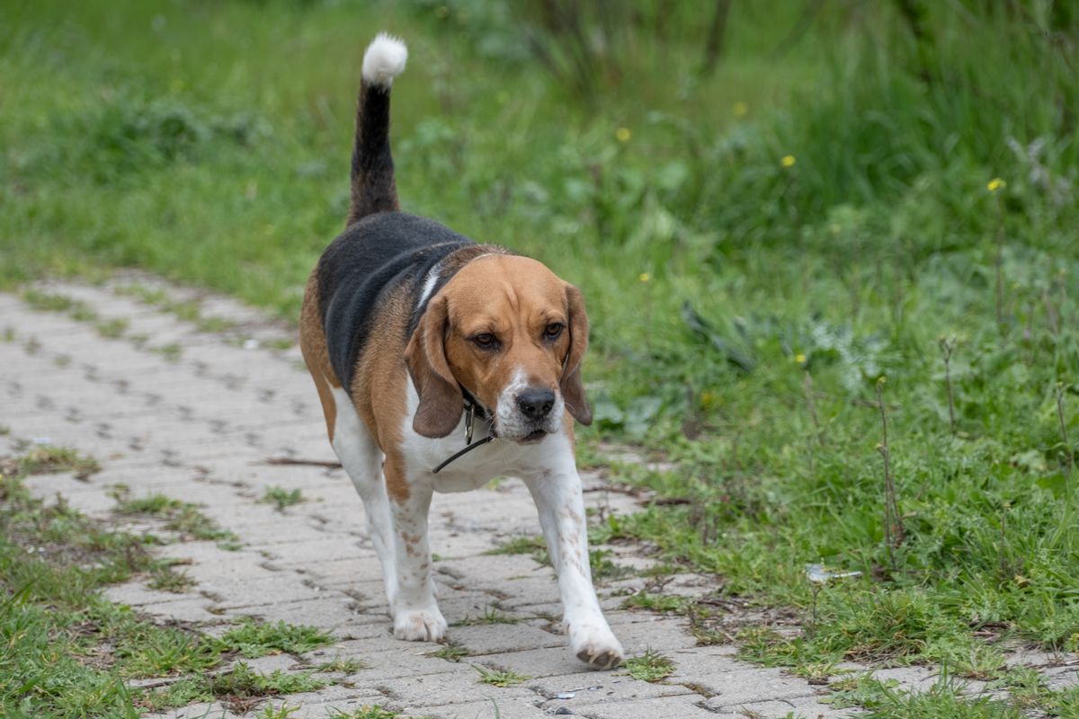 A beagle walks through a green garden, a bright senior-care scene for an article about not dismissing leaks as age alone.