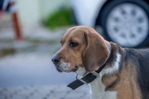 Free Portrait of a beagle dog wearing a collar outdoors in İzmir. Stock Photo