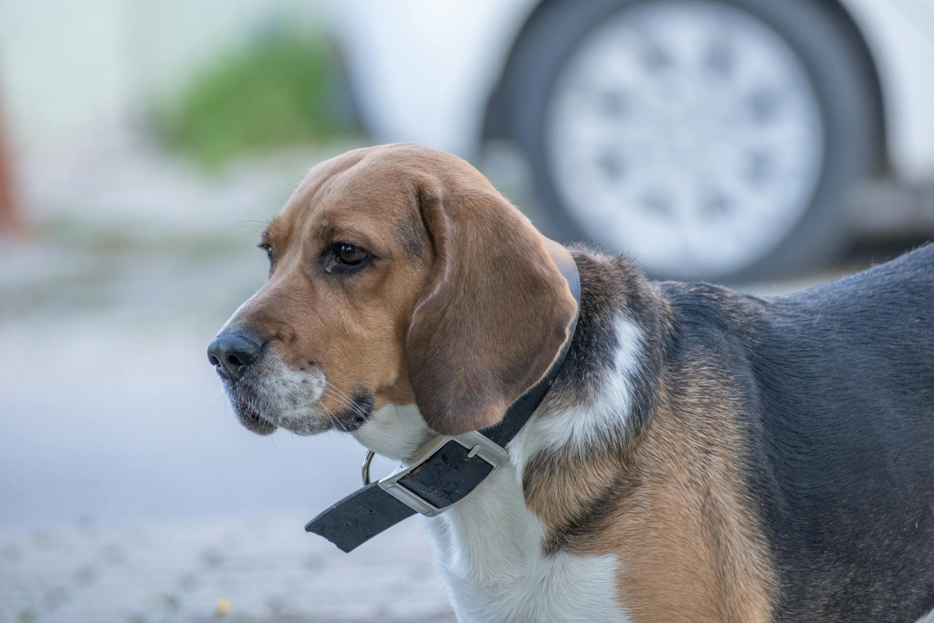 Närbild av en beagle som står utanför nära en bil