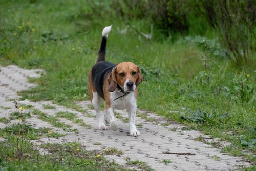 Foto profissional grátis de andando, animal, beagle