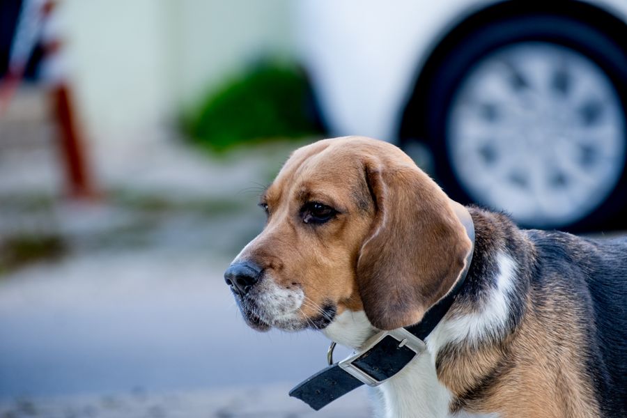 Beagle portant un collier en extérieur