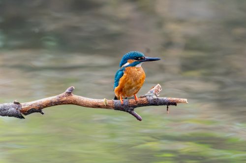 Free Close-up of a colorful common kingfisher with blue and orange feathers perching on a branch. Stock Photo