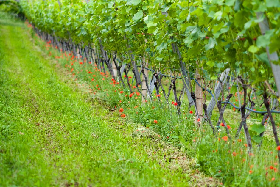Vibrant vineyard scene showcasing lush grapevines with green leaves and a grassy pathway, ideal for nature and agriculture themes.