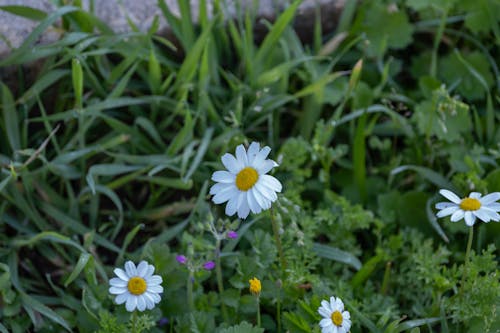 A group of white and yellow daisies in the grass