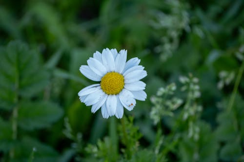 A single white daisy in the middle of a green field