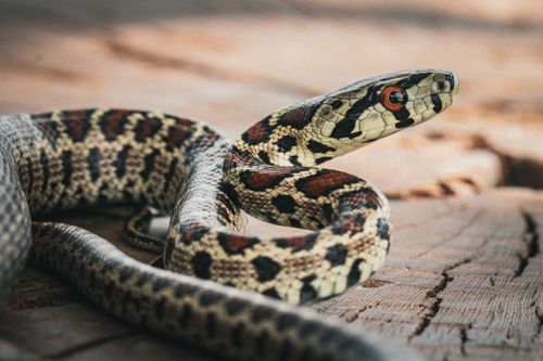 Free Detailed image of a leopard snake on a wooden surface in Podgorica, Montenegro, showcasing its unique patterns. Stock Photo
