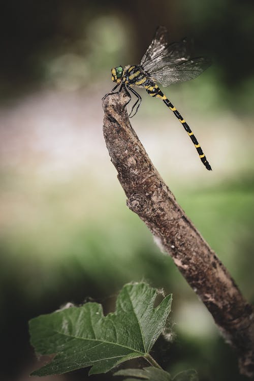 Imagine de stoc gratuită din creangă, fotografie cu animale sălbatice, fotografie de animale