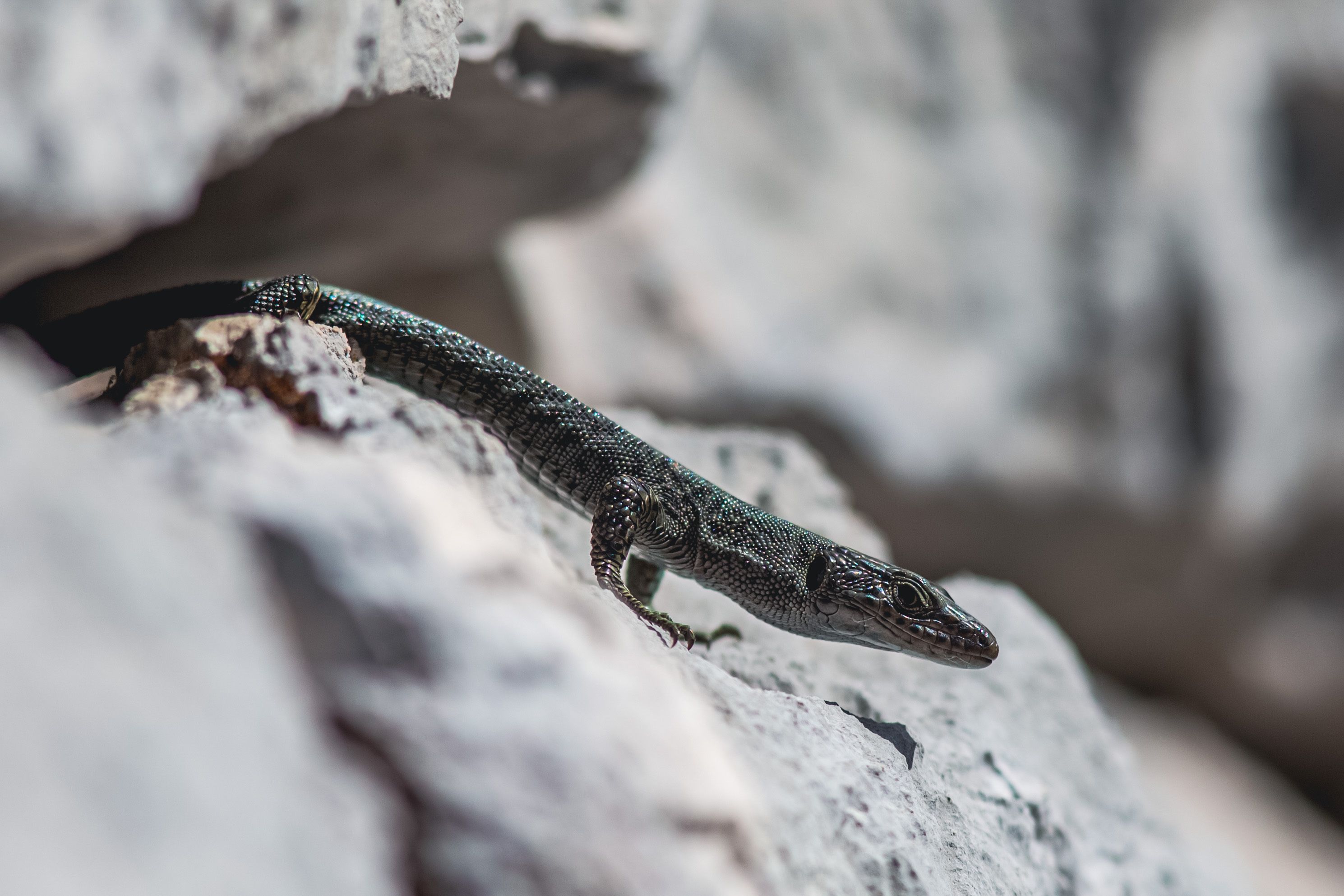 Close up of a Lizard · Free Stock Photo