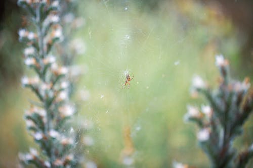 Foto profissional grátis de aranha, fotografia animal, fotografia da vida selvagem