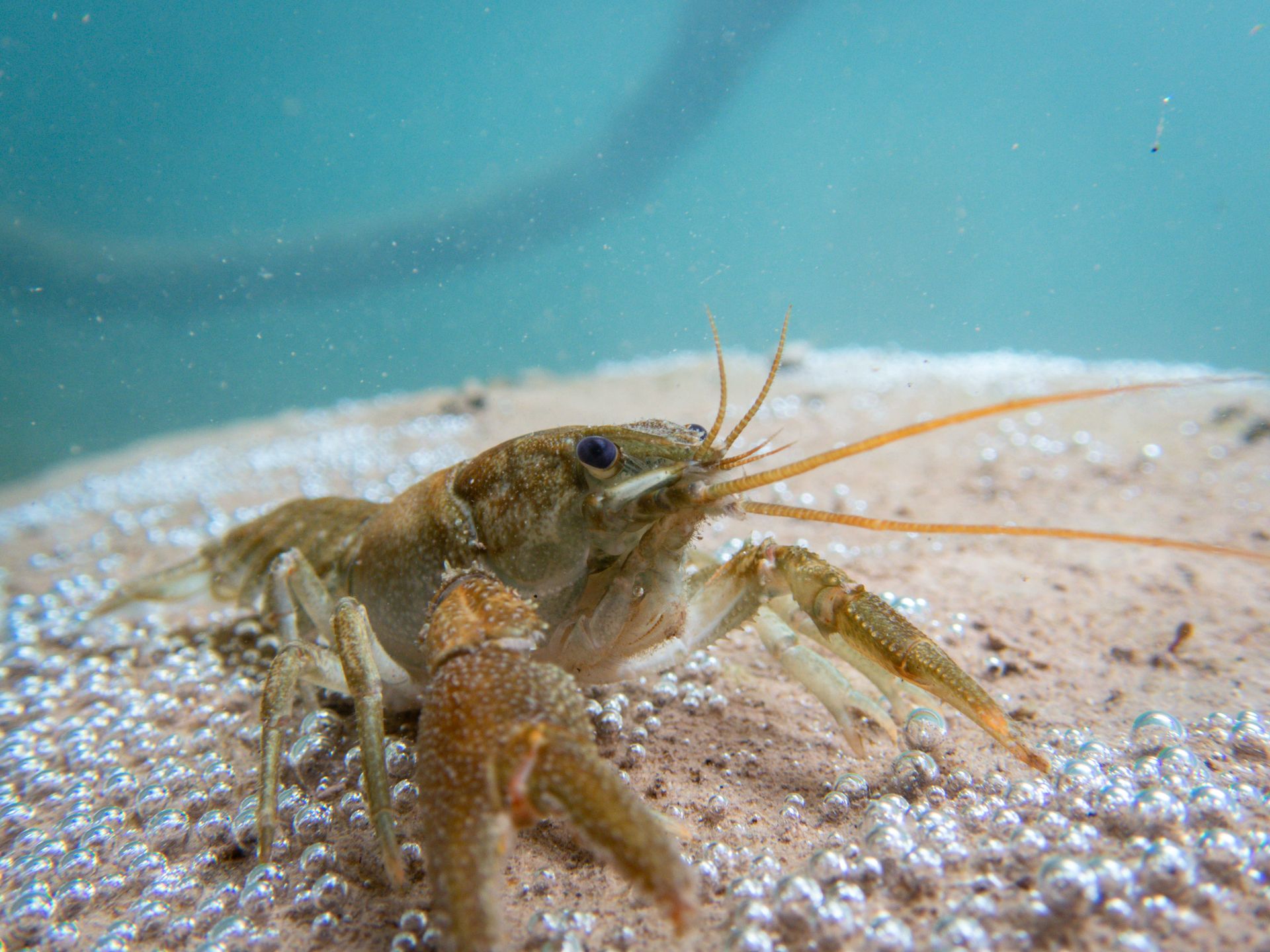 Detailed shot of a crayfish underwater in Danilovgrad, Montenegro.