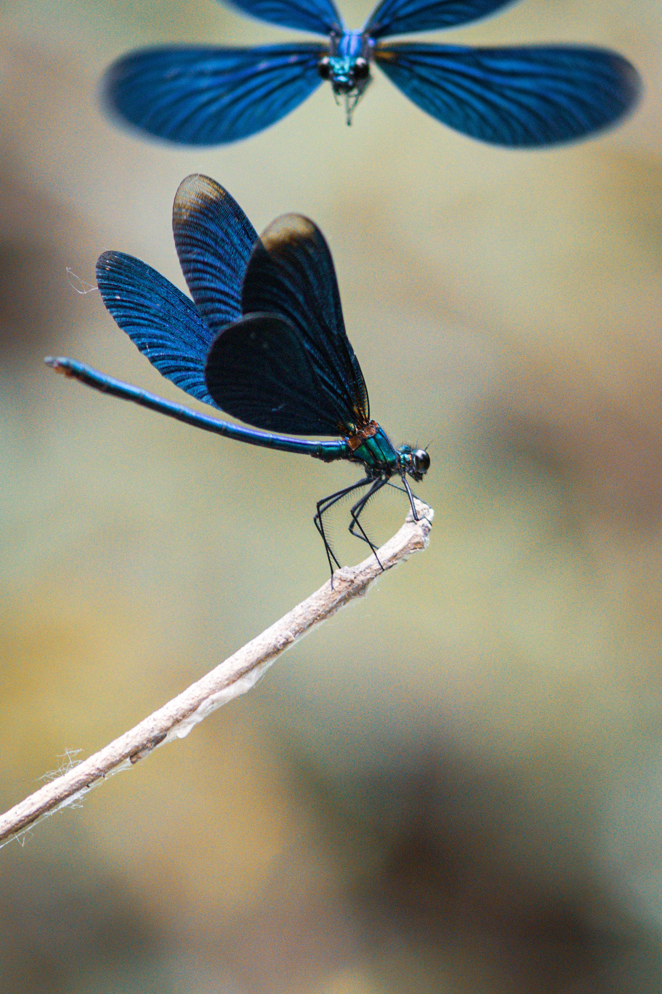 Two Dragonflies in Close Up · Free Stock Photo