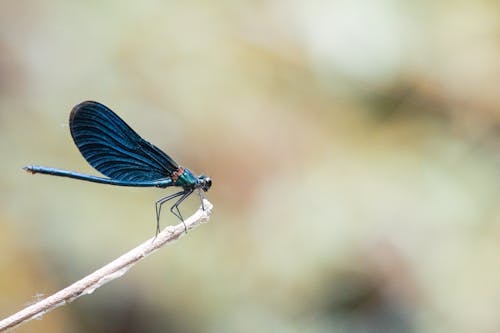 A black and blue dragonfly perched on a twig