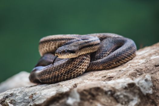 snake photo