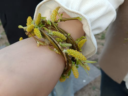 Immagine gratuita di bracelete, salice, tempo di primavera