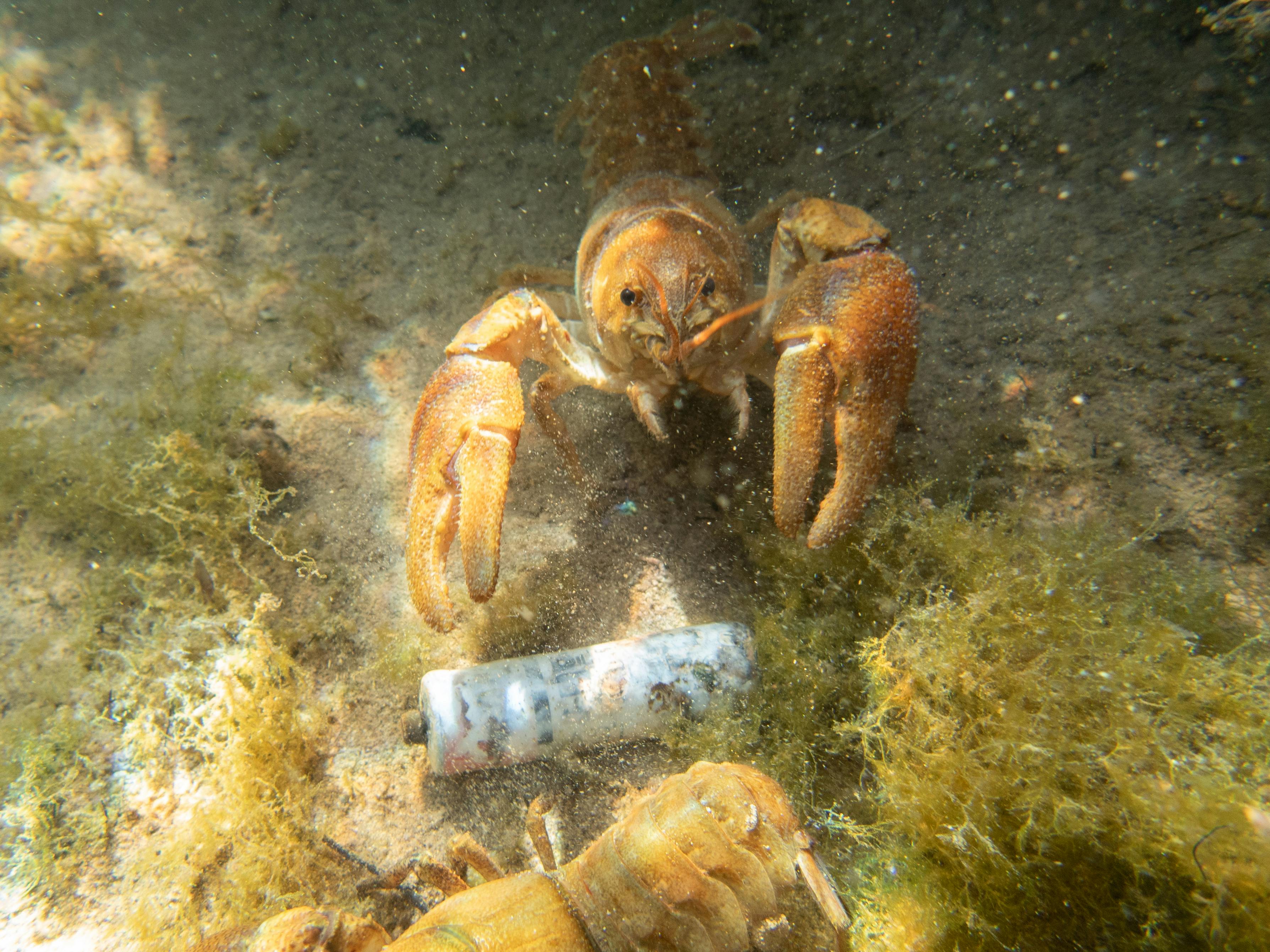 Three men convicted for illegal crayfish poaching in Estonia