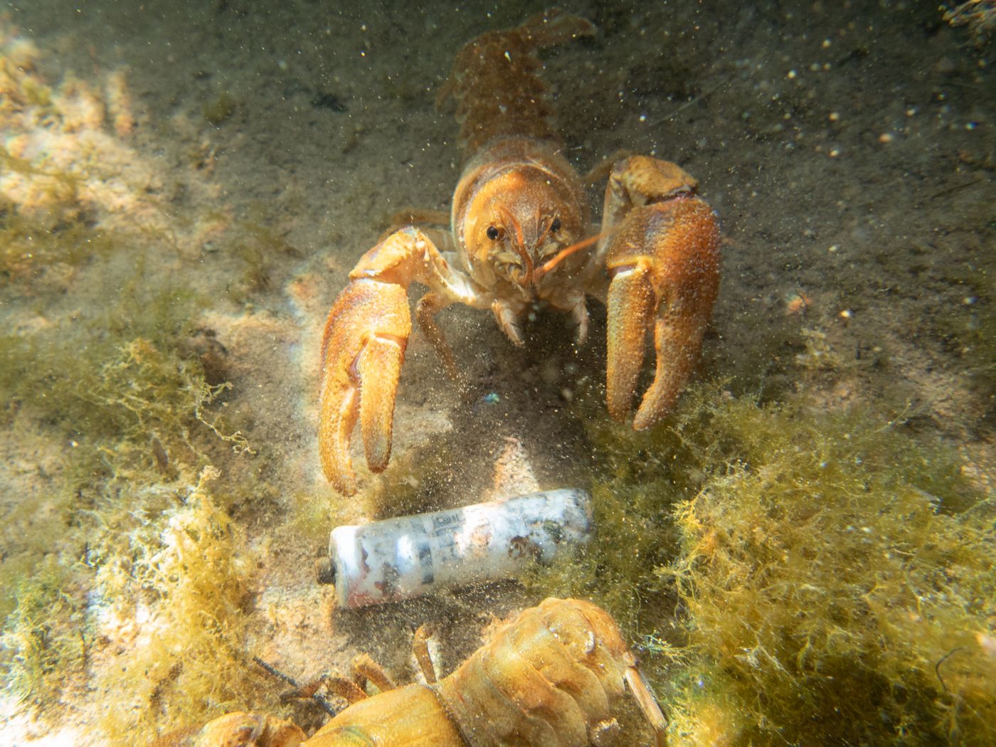 วิธีเลี้ยงกุ้งเครย์ฟิชสำหรับมือใหม่ บ่อ น้ำ อาหาร และการจับขาย