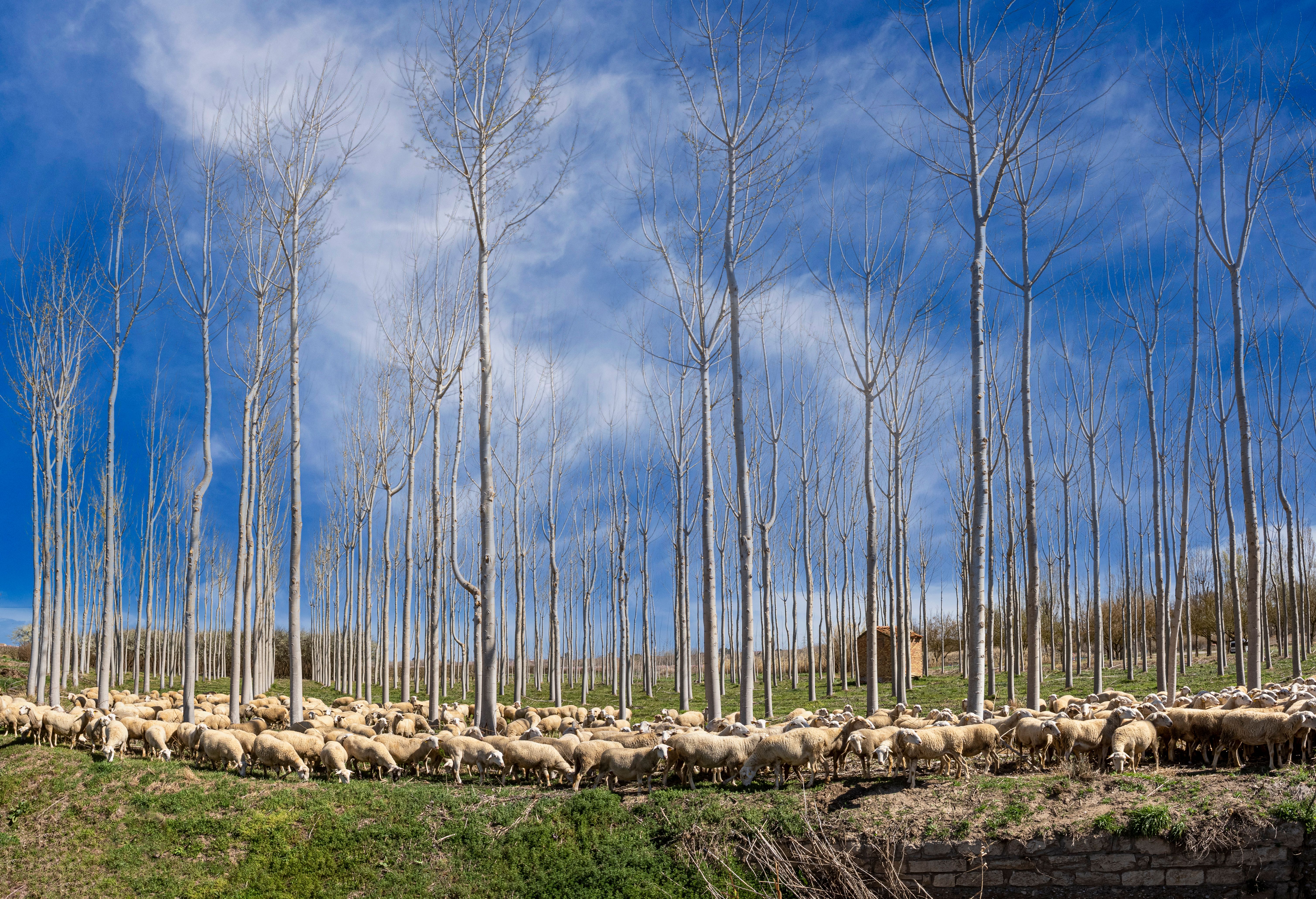 Flock of Sheep on Pasture in Forest · Free Stock Photo