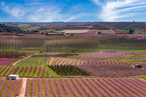 Бесплатное стоковое фото с весна, виноградник, долина