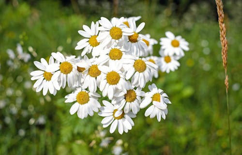 Selective Focus Photography of White Daisy Flowers in Bloom
