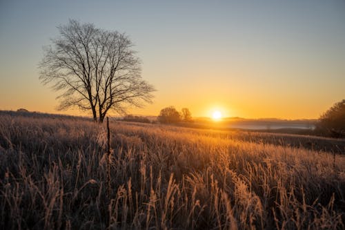 Sunrise over a field with a tree in the foreground