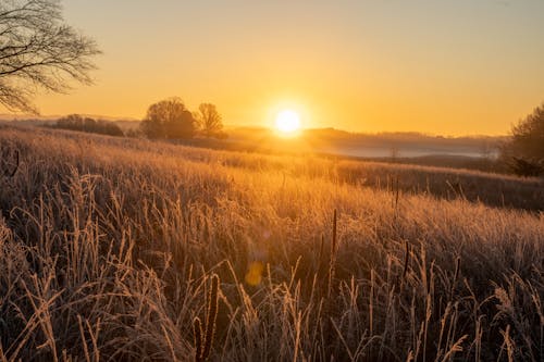 A field with frost on it and the sun setting