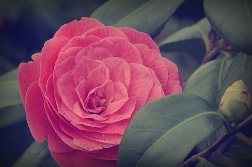 Foto profissional grátis de cor-de-rosa, flor, foco seletivo