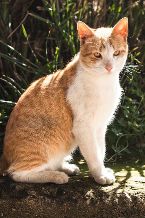 Kostenloses Stock Foto zu haustier, ingwer, katze