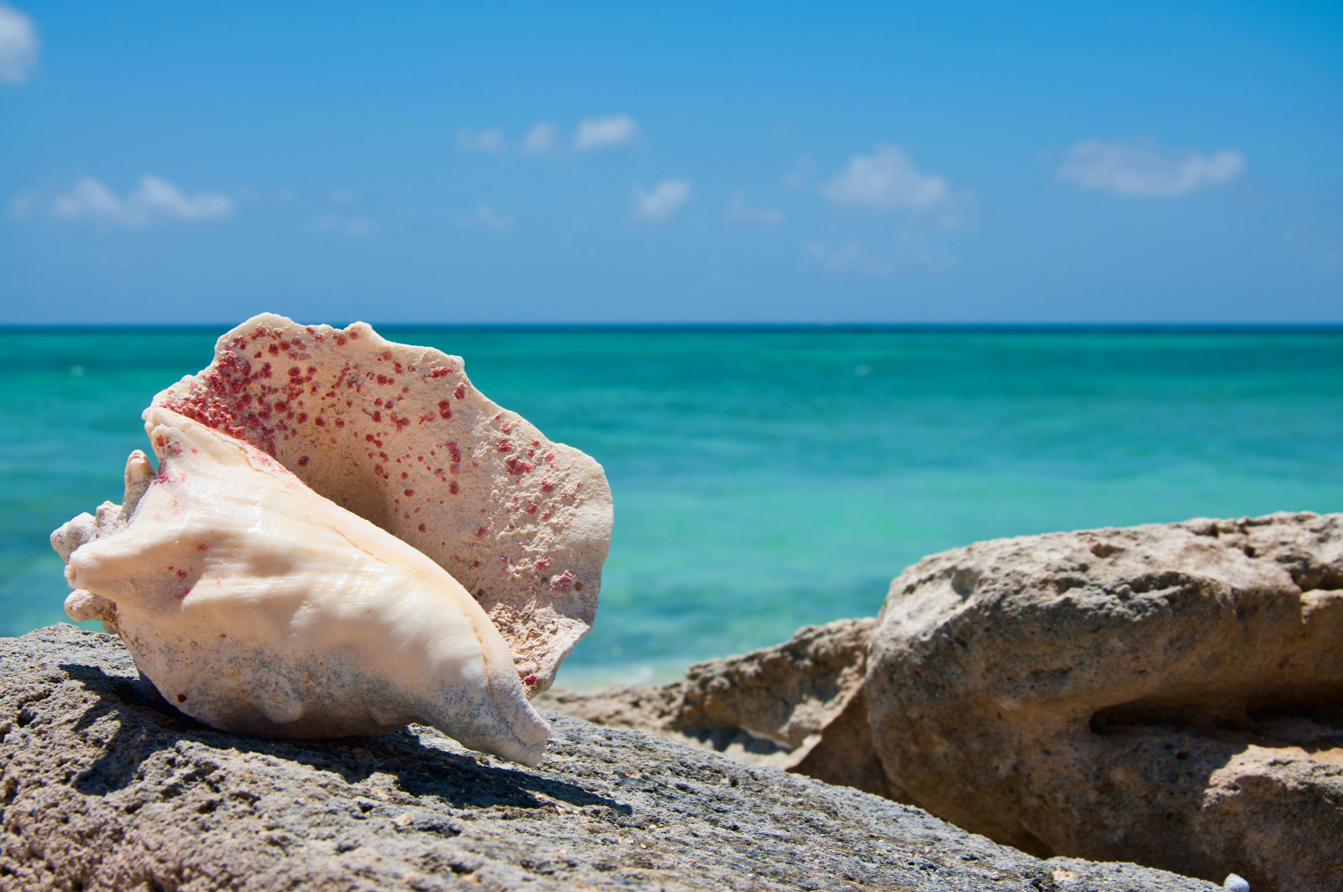 A conch shell on the rocky shore with a clear blue sea background in Cockburn Town.