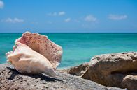 A conch shell on the rocky shore with a clear blue sea background in Cockburn Town.