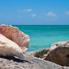 Porter Airlines: Toronto → Turks and Caicos ~$366 CAD khứ hồi
