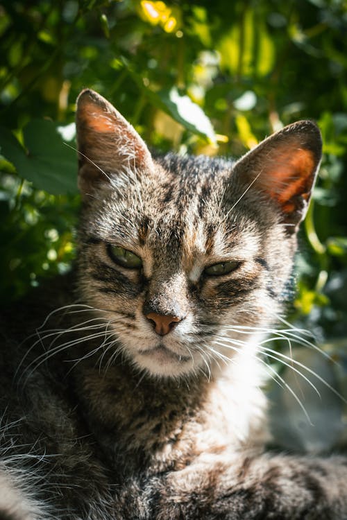 Kostenloses Stock Foto zu gefleckt, katze, kopf