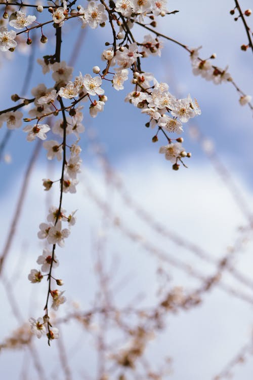 A close up of a cherry blossom tree with white flowers