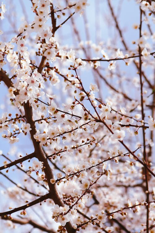 A close up of a cherry tree with white flowers